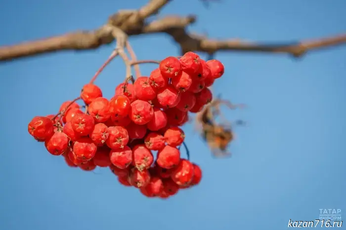 Орнитолог КФУ сообщил, что свиристели прибыли в Казань раньше обычных сроков.
