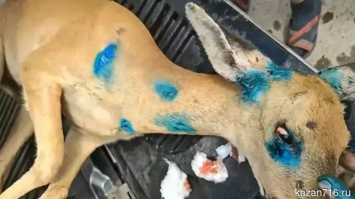 In Tatarstan, a young roe deer that got lost in an industrial area was rescued.