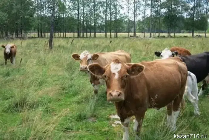 В Сармановском районе республики введён карантин в связи с бешенством.