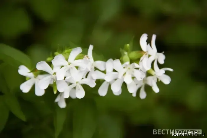 В Татарстане прогнозируется увеличение температуры до +15 градусов.