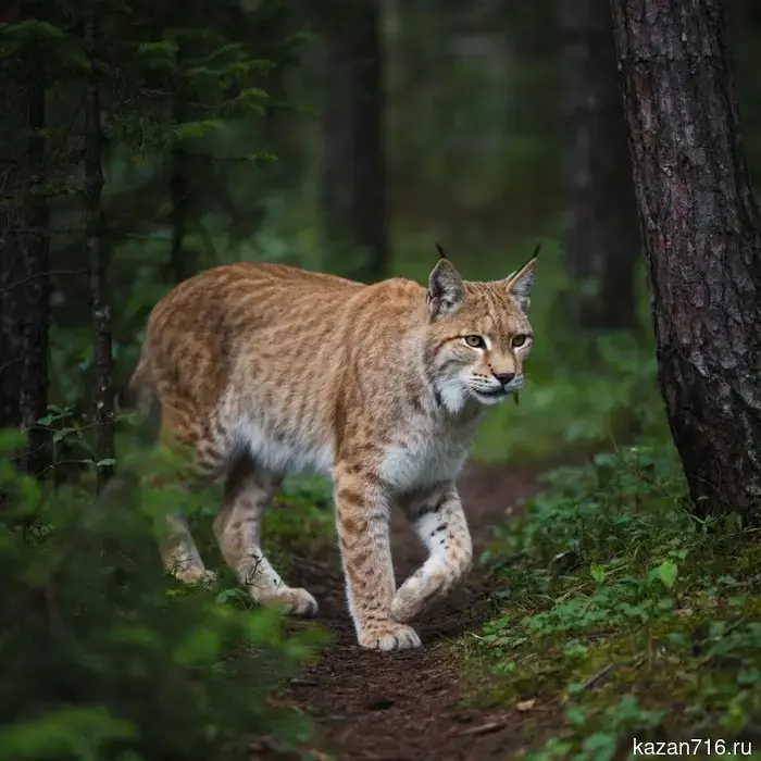 In Bugulma, a hunt was opened for the lynx that tore apart a cat.