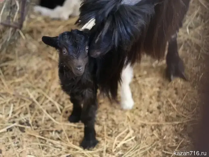 Two kids were born at the Kazan zoo nursery.