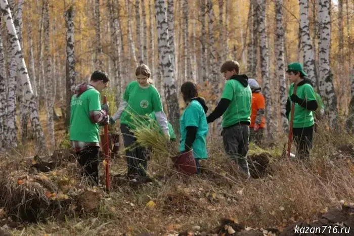 Seven thousand larch trees were planted in Bugulma.