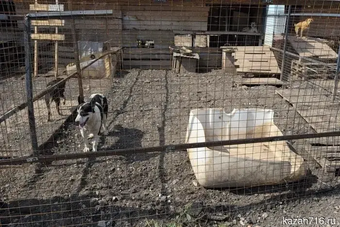 Strict requirements for animal shelters have been introduced in Tatarstan.