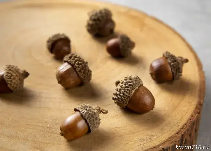 In Tatarstan, the collection of oak acorns for growing seedlings has begun.