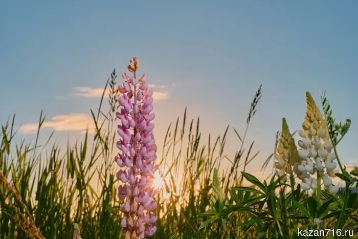 Calendar summer in central Russia will begin with a drop in temperature to +6 degrees.