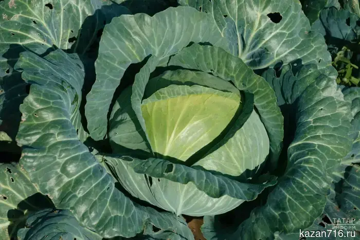 Gardener Tumanov shared how to harvest even with late plantings.