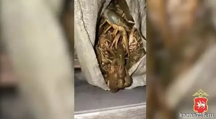 In Tatarstan, a father and son were caught illegally catching 12,000 crayfish.