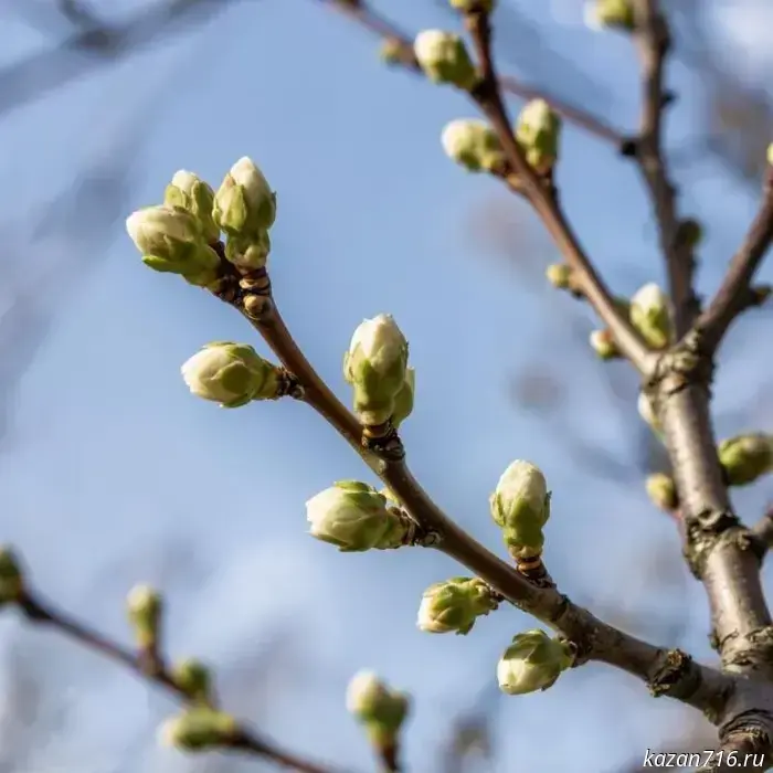 Warm November awakens the gardens of Zainsk.
