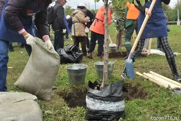 More than 2 million trees will be planted in Tatarstan on October 11.