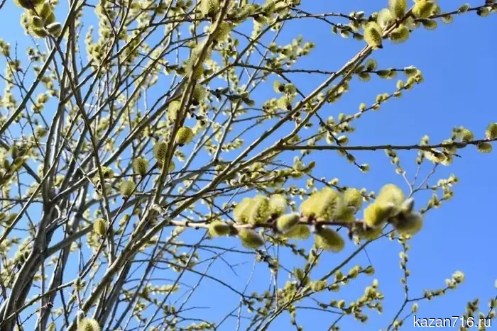 11 апреля 2026 года: Берещенье, Великая суббота и суеверия этого дня.