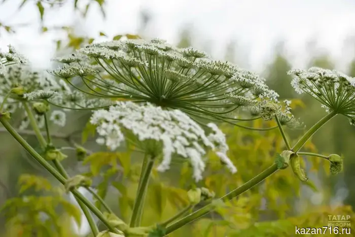 Kazantsev was invited to the eco-action #StopGiantHogweed in Russian-German Switzerland.