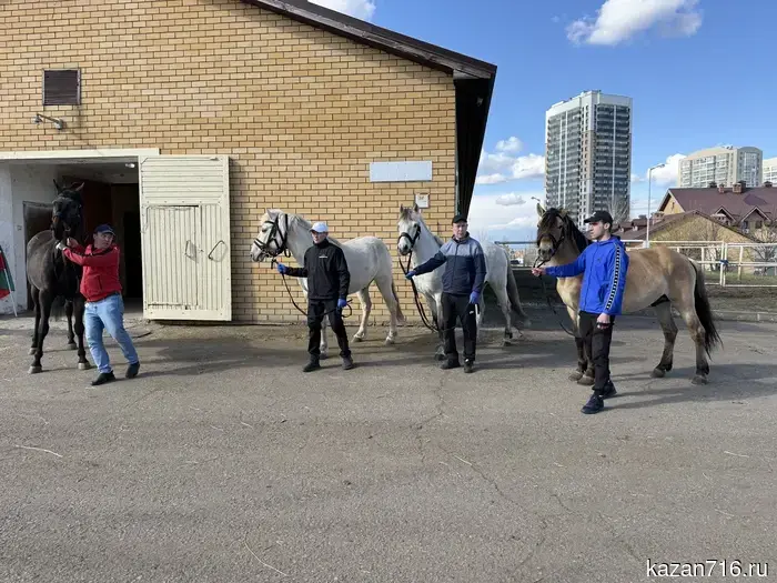 A new batch of horses has been sent to the zone of the special military operation.