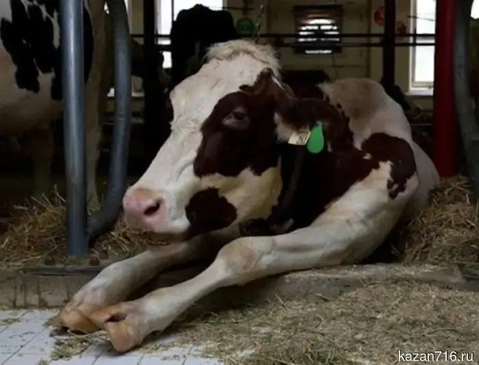 В Татарстане ситуация по особо опасным заболеваниям животных стабильно благоприятная.