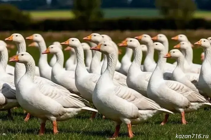 In Tatarstan, they want to develop their own breed of geese.