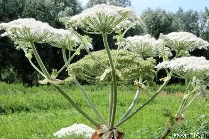 В Татарстане повысится активность в борьбе с борщевиком Сосновского.