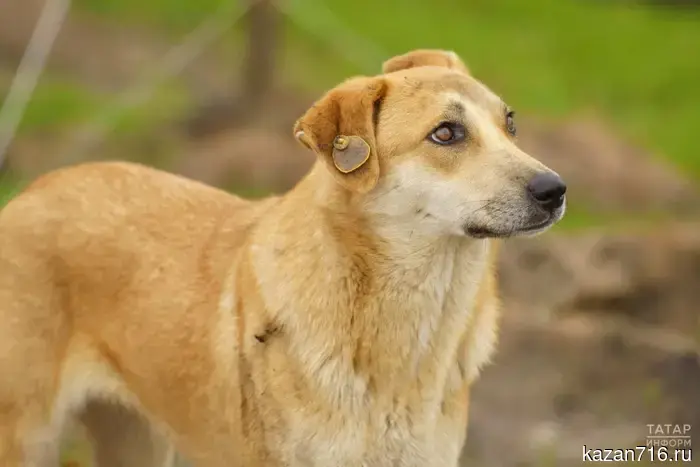 Free vaccination of pets will take place in Kazan on March 28-29.