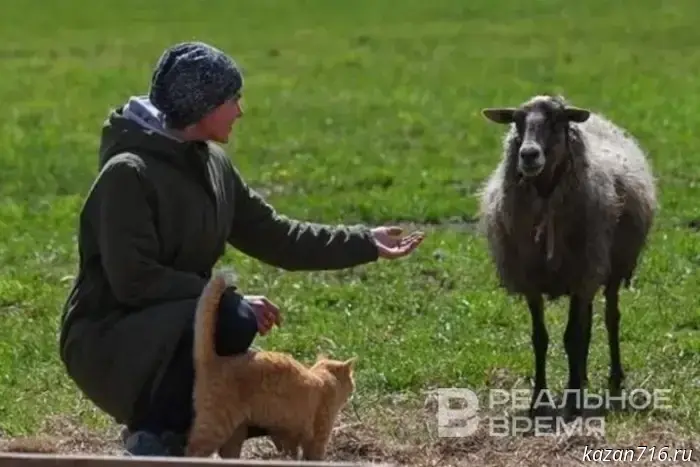 A rabies quarantine has been imposed in the Mamadyshsky District of Tatarstan.