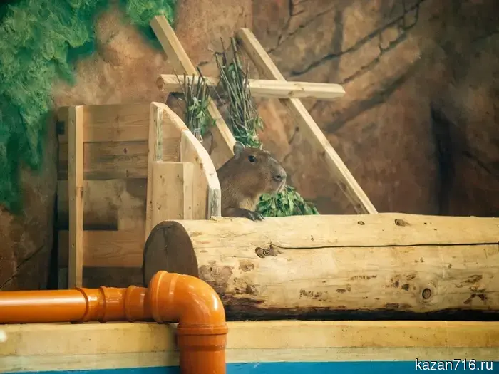 A capybara named Pasha has settled in the Kazan Zoo Garden.