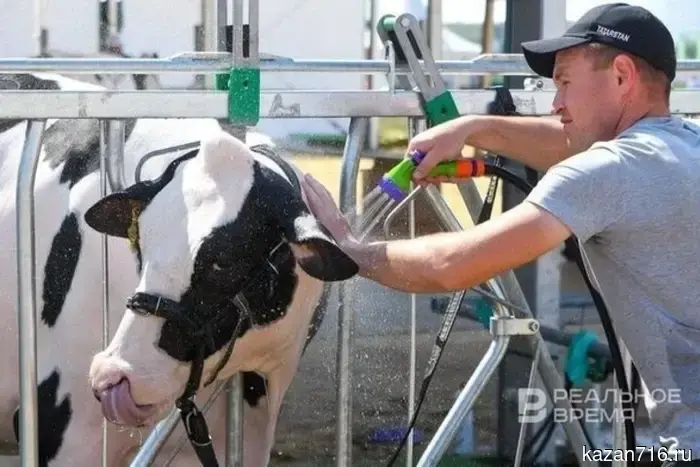 Поставки возможны лишь с разрешения: в Татарстане увеличиваются цены на мясо.