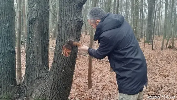 Dinar Latypov, a participant in the "Batyrlar. Heroes of Tatarstan" program, completed an internship at the Tetyushi forestry.