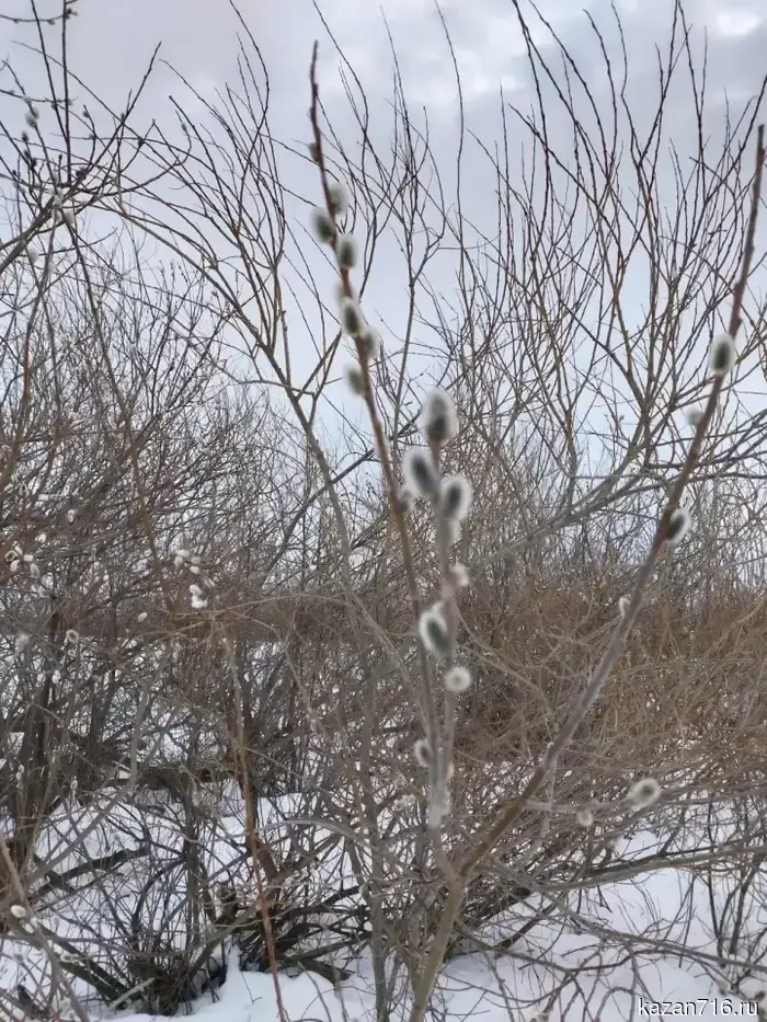 В Мензелинском районе распустилась верба.