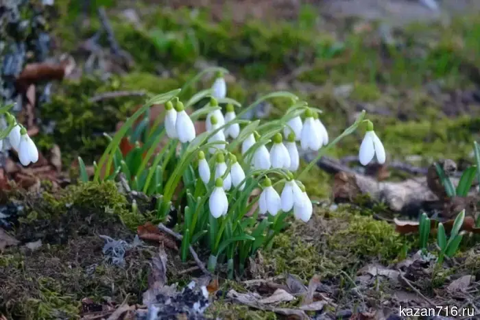 Rain, wind, and warming: what weather awaits Tatarstan this weekend