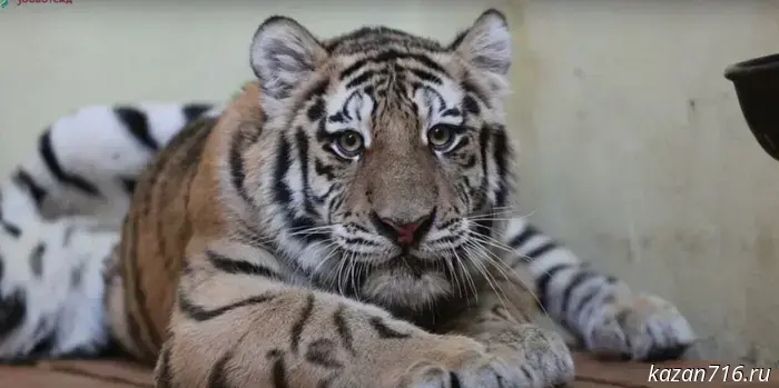 The Kazan Zoo and Botanical Garden announced a contest to name a pair of Amur tigers.