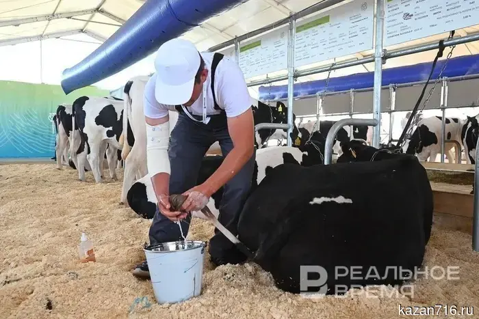 The milk complex project in the Mamadysh district has been approved by the state expert examination for 7 billion.