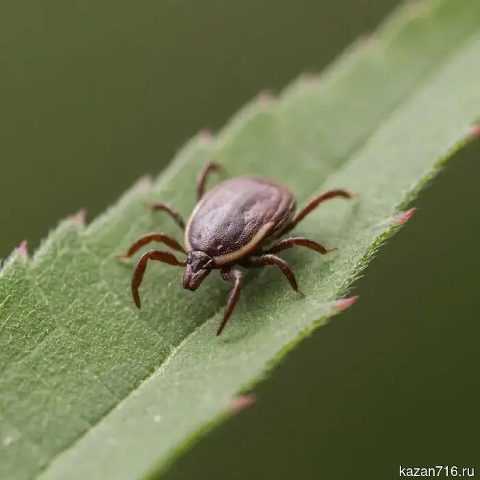 Специалисты объяснили, какими заболеваниями могут заразить клещи.