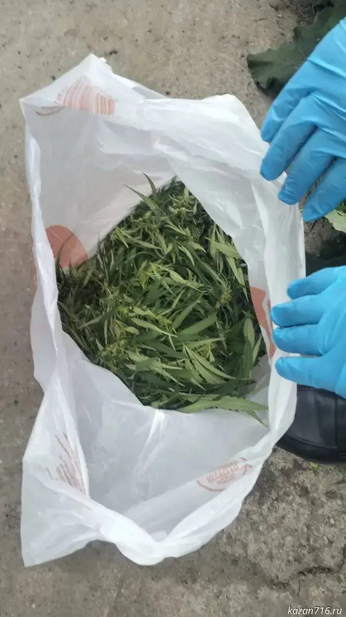 In Kazan, a man was detained while trying to throw away a bag of cannabis as the police arrived.