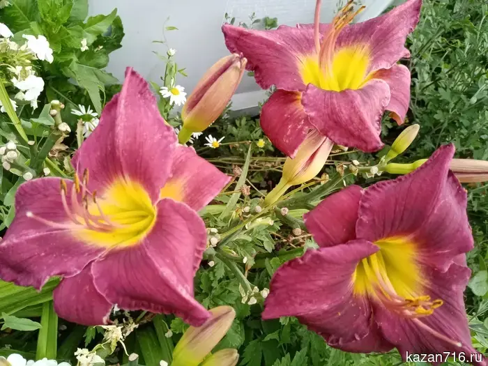 Consumer rights protection when purchasing plants: what you need to know