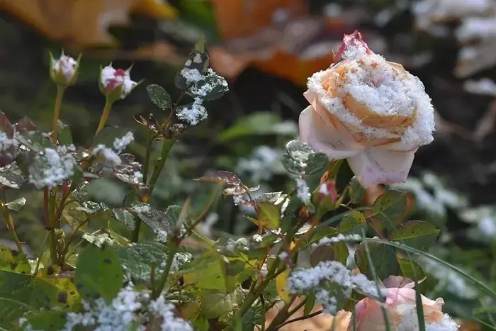 A storm warning has been issued in Tatarstan due to frosts.