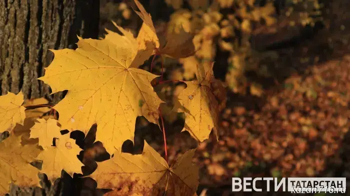 Nighttime frosts are expected in Tatarstan.
