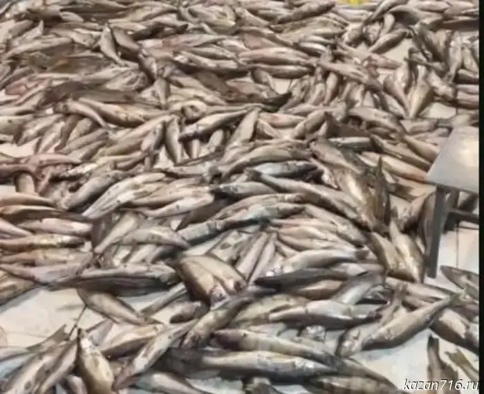 Several tons of illegally caught fish and crayfish were seized in the Spassky District.