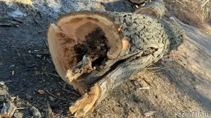 The authorities of Kazan commented on the felling of trees on the banks of Lake Kaban.