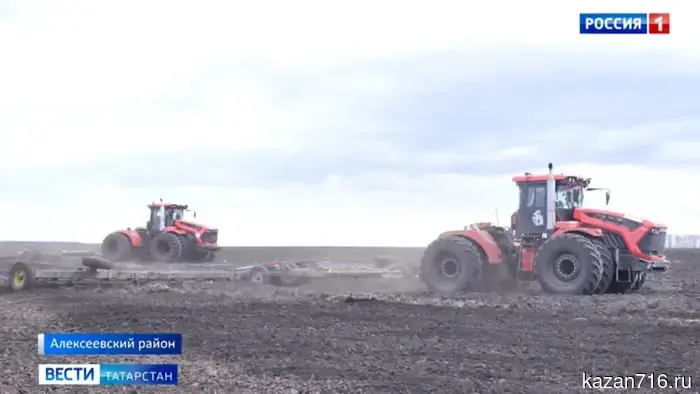 В Альметьевском районе посеяно 11,8 тысяч гектаров зерновых культур.