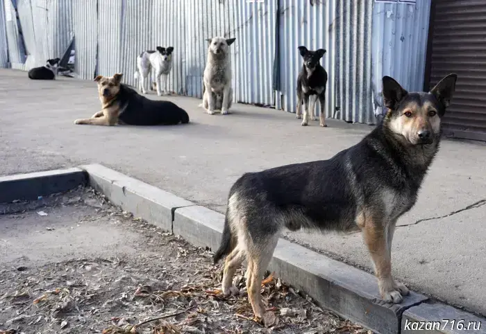 Tatarstan plans to ban feeding stray dogs.
