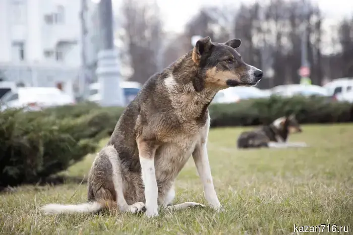 In Tatarstan, feral dogs may be officially recognized as a hunting resource.