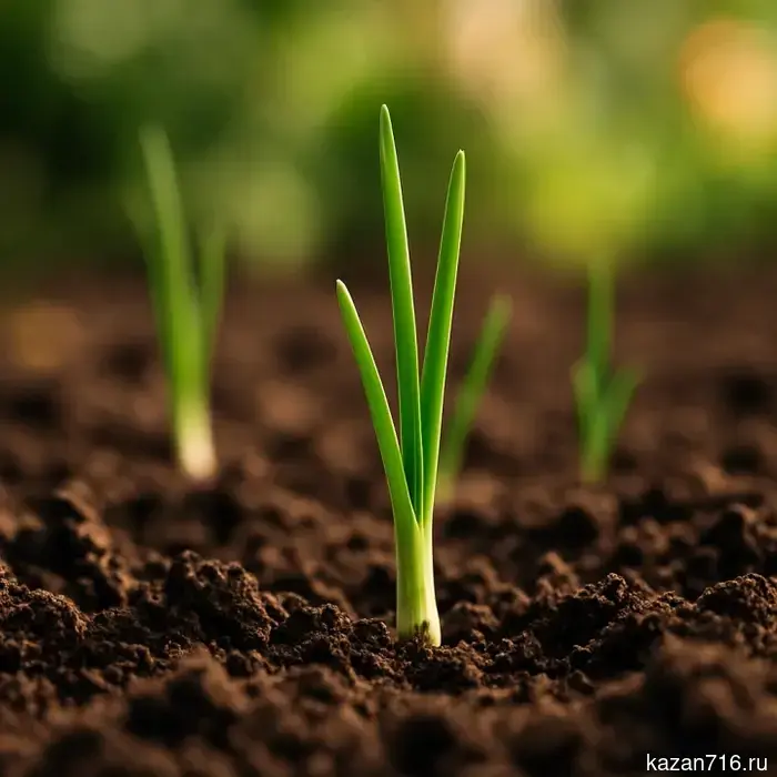 Folk signs for May 5, 2026: Onion Day — what not to do