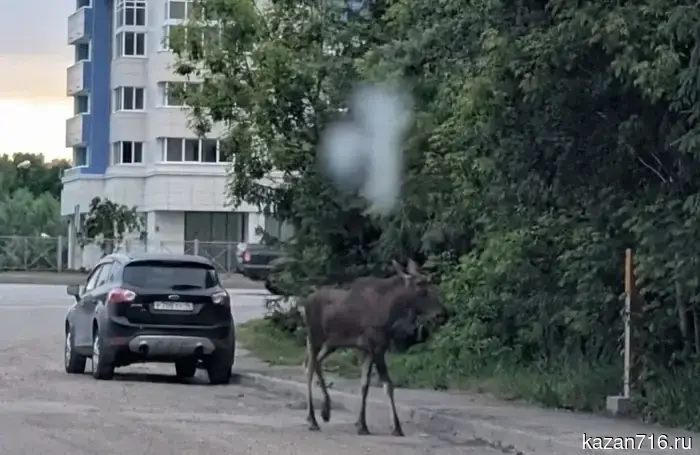 In Kazan, a moose was spotted for the second time in a day — the animal came out to the gas station near the RKB.