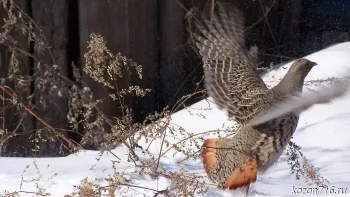 In Tatarstan, the hunting season for certain species of game birds is ending.