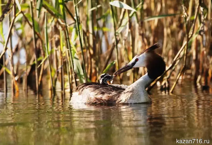 International Day for Biological Diversity