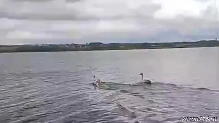 Two endangered swans were rescued by employees of the State Committee of the Republic of Tatarstan for Bioresources.