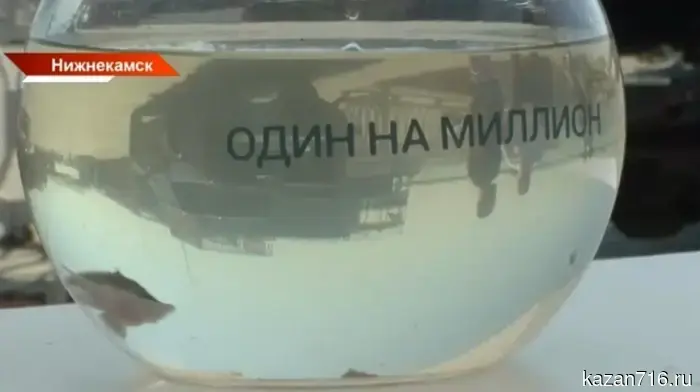"Nizhnekamskneftekhim" released a million juvenile sturgeon into the Kama River.
