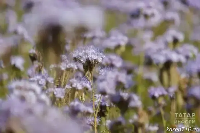 Best cover crops for the summer cottage garden