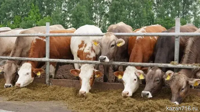 Министерство сельского хозяйства и продовольствия РТ начинает прием заявок на возмещение части расходов для личных подсобных хозяйств.