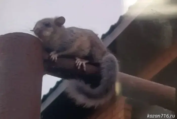 Flying squirrel in Verkhny Uslon: a rare guest from the Red Data Book