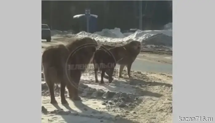 Стая собак атаковала женщину с ребенком в Зеленодольске.