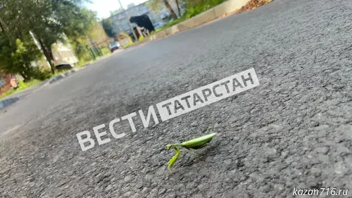 Tatarstan residents were told whether praying mantises harm the harvest.